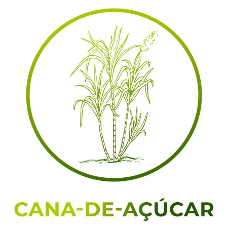 Cana-de-açúcar